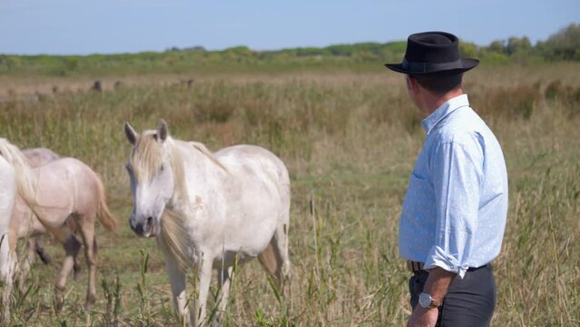The connection between Cowboy with his horses in Camargue, France.