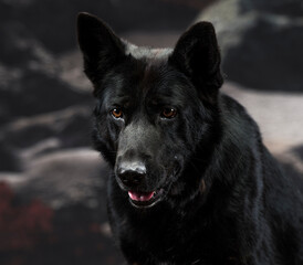 portrait of a black dog.portrait of a black german shepherd