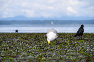 Gull catching a small crab in seaweed at low tide, Golden Gardens Park, Seattle, Washington
