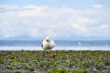 Gull’s eye view of seaweed covered beach at low tide, Golden Gardens Park, Seattle, Washington
