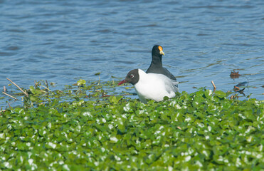 moorhen an brown-headed seagull in the lake