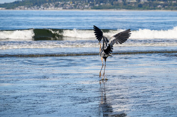 Great blue heron landing taking off from waters edge at low tide, Golden Gardens Park, Seattle,...