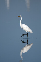 Beautiful Great Egret bird walking slowly across shallow inlet of water 