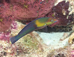 Yellowhead Wrasse on the reef