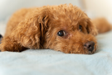 ちらっと見るトイプードル