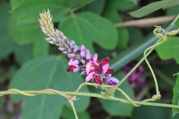 クズの花の接写
