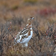 Willow Ptarmigan, Lagopus lagopus, bird in the tundra in Yukon, Canada
