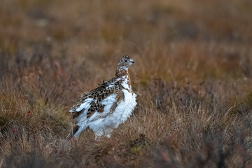 Willow Ptarmigan, Lagopus lagopus, bird in the tundra in Yukon, Canada
