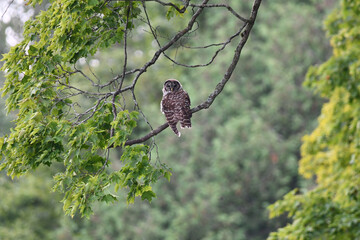 Country scene of a Barred owl perched in a tree along the edge of an agriculture field