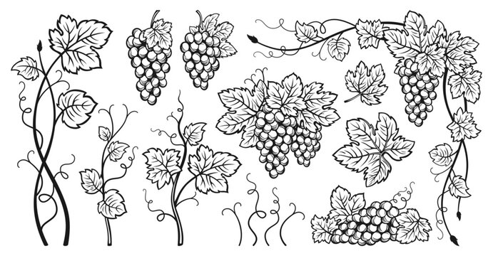 Grape bunches vine and leaves ink sketch set. Vintage hand drawn outline wine grapes. Antique engraving design berry. Sketches for wine packing, label, pattern, menu, invitation card, poster, cover