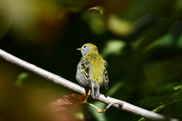Confusing fall colors on a Chestnut-sided Warbler bird sitting perched on a branch in the forest