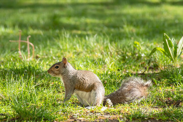 squirrel on the grass