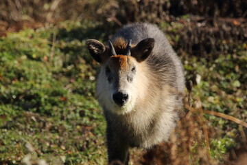 カモシカ正面