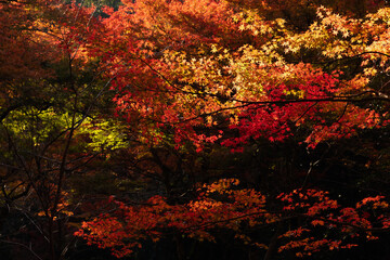 紅葉の彩雲 / 広島県三原市高坂町許山佛通寺	
