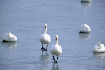 諏訪湖の氷上でくつろぐコハクチョウ