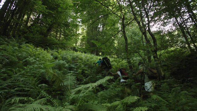 Group of nature scientists push their way through a densely overgrown forest. Hiking scientific expedition in remote area from civilization