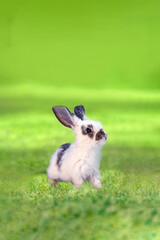 草地に立ち遠くを見つめる白い子ウサギ1匹