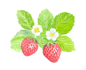 Watercolor painting illustration of strawberry with transparent background