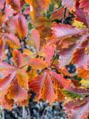 autumn leaves on the ground