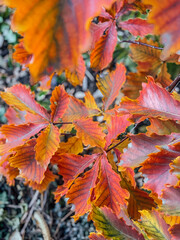 autumn leaves on the ground
