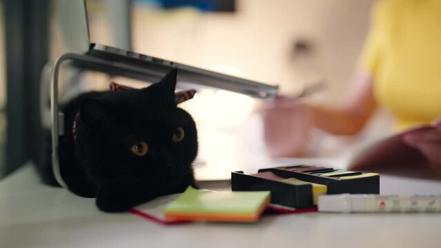 4K Cute black cat playing on the desk while his owner working on laptop computer at night. Asian woman working at home with kitten cat. Pets owner relationship concept and freelance work concept.