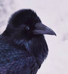 Raven in the winter