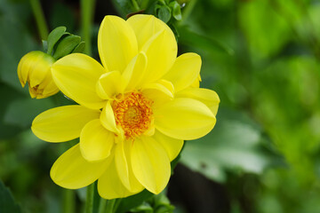 A beautiful yellow dahlia flower growing on a green flower bed.