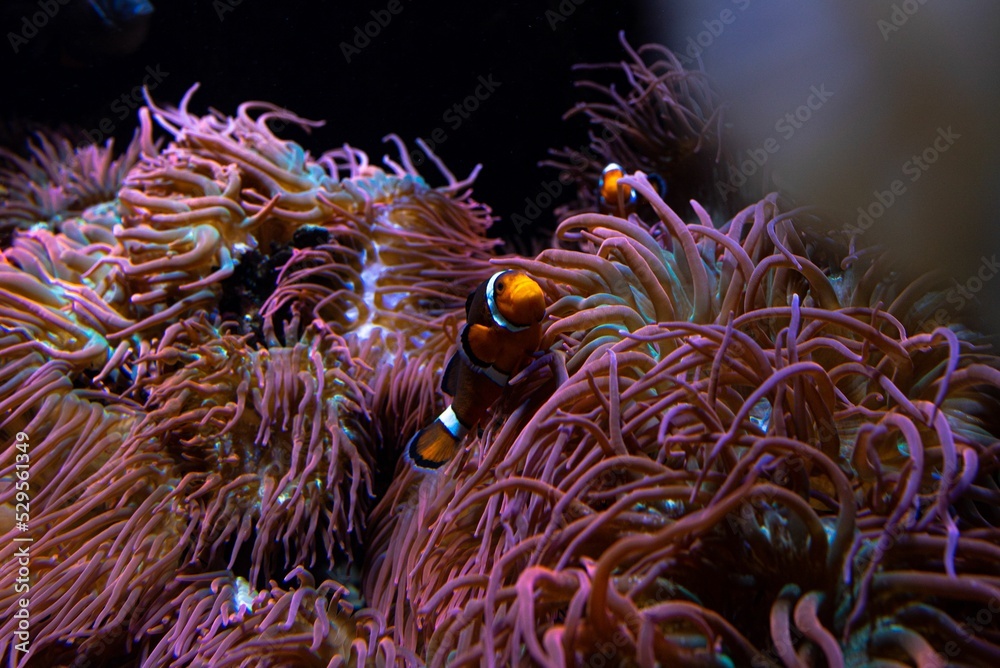 Poster Colorful fish swimming inside the aquarium