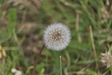 A Dandelion in the Grass