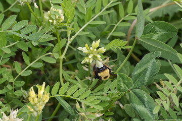 A Bee collecting Pollen from a Flower