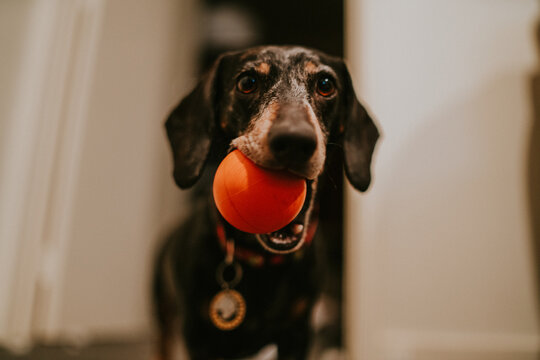 Happy Dachshund Dog With Orange Ball