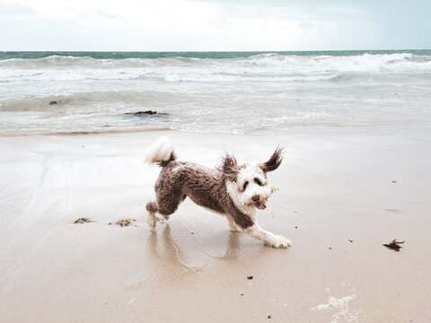 Brown and white Bordoodle dog playfully running on empty beach looking at camera