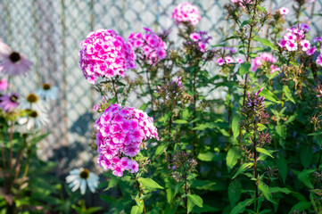 Obraz premium purple and pink flowers in the summer time green leafs and grass outdoors summer time