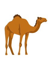 illustration - camel drawing