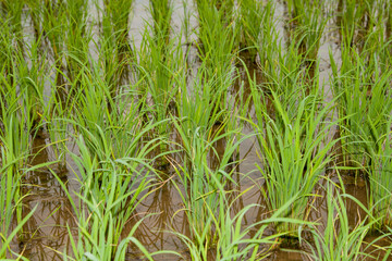 green rice plants grown in the rice fields are ready to be harvested soon for distribution and export across Asia-Europe for the production of starch and foodstuffs as a Thai rice variety.