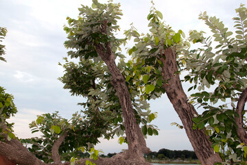 Fallen trees lean on the water's edge, resting on brown stones that decorate and decorate the expansive lakeside gardens as wellness gardens for exercise and relaxation.