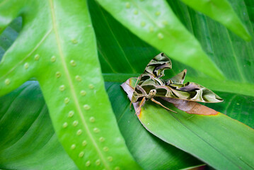 Daphnis nerii on green leaf