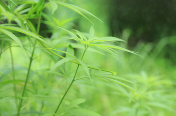 Snake on cannabis tree in local farm of organic herbal tree farm