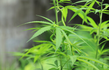 Fototapeta premium Snake on cannabis tree in local farm of organic herbal tree farm