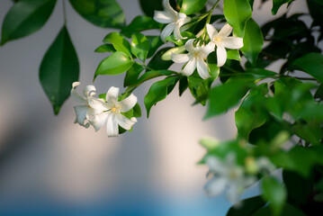 White flower, Orange Jessamine, Satin-wood, Cosmetic Bark Tree