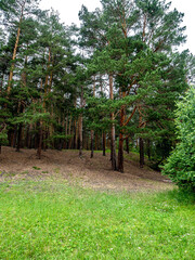 green clean large forest clearing in summer