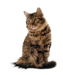 Foto op Aluminium Scarred long hair cat isolated,  PNG file © Luciano