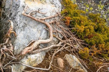 South Ural kurumnik, stones, cobblestones, moss with a unique landscape, vegetation and diversity of nature.