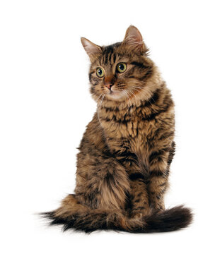 Scarred Long Hair Cat Isolated,  PNG File