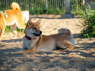 Shiba Inu plays on the dog playground in the park. Cute dog of shiba inu breed walking at nature in summer. walking outside. 