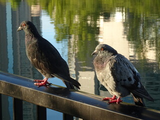 鳩