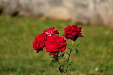 Beautiful red roses bloom on a green lawn. - 529567344