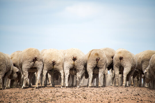 The back of a group of sheep showing their behinds.