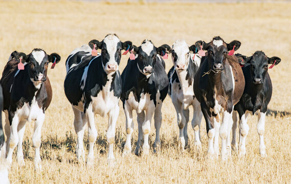 Group of young cows approaching the camera.