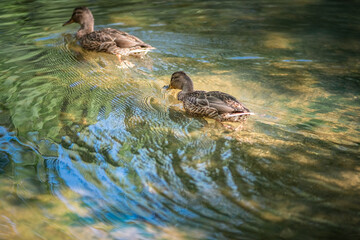 A wild duck swims in a pond. There is artistic noise.